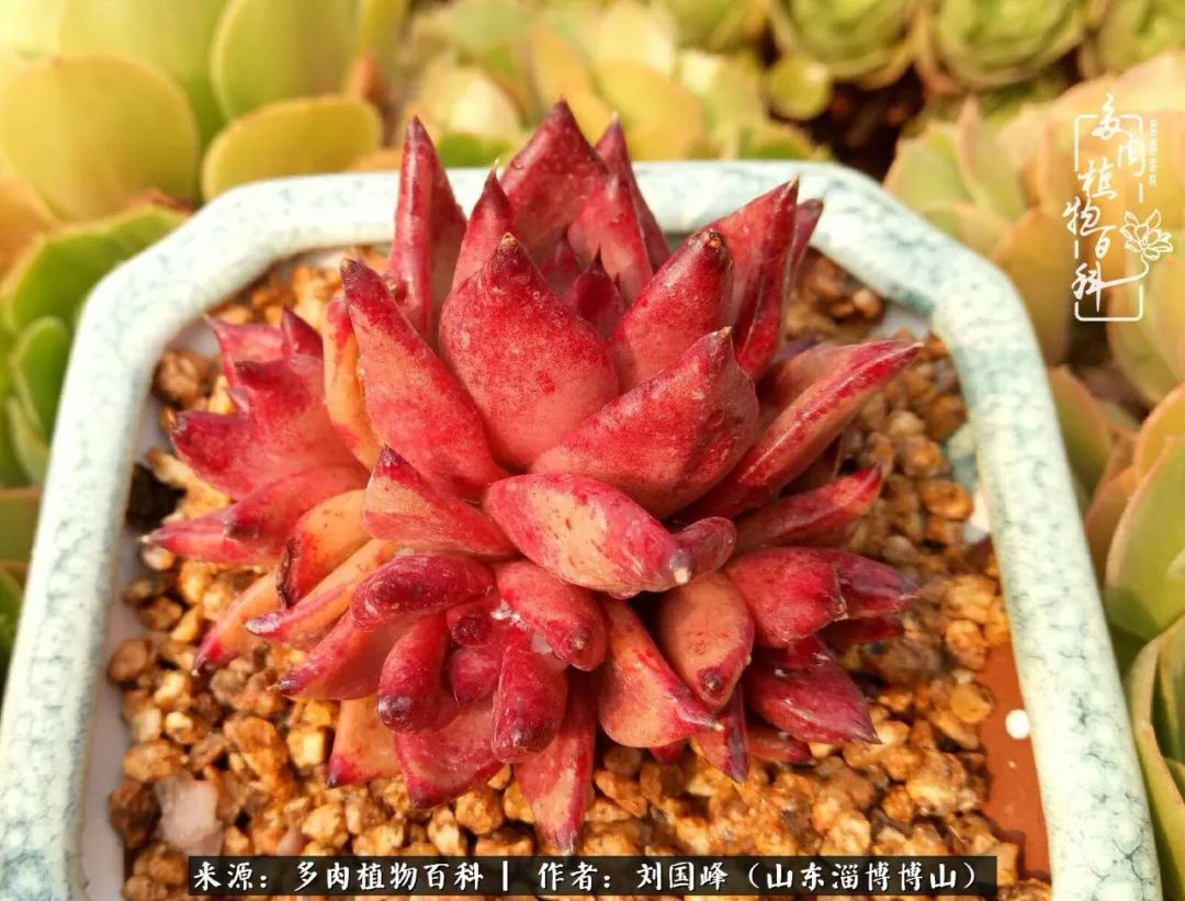 夏季多肉褪色前后对比,聊聊多肉夏季如何防护