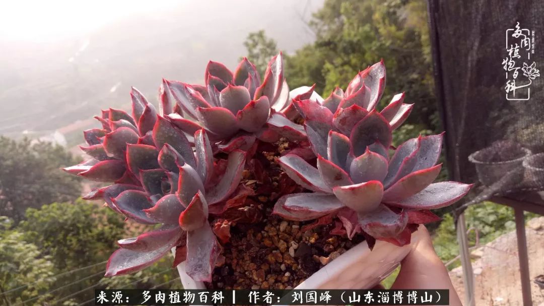 夏季多肉褪色前后对比,聊聊多肉夏季如何防护