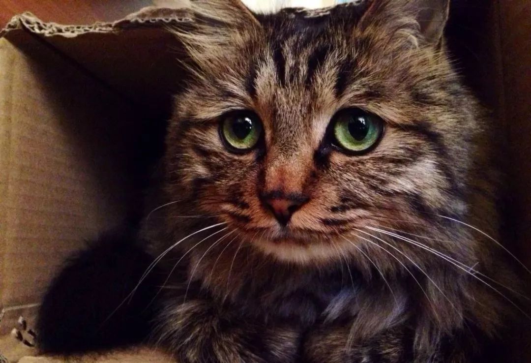 准备怀孕的人可以养狗养猫吗,怀孕家里养猫对胎儿有影响吗