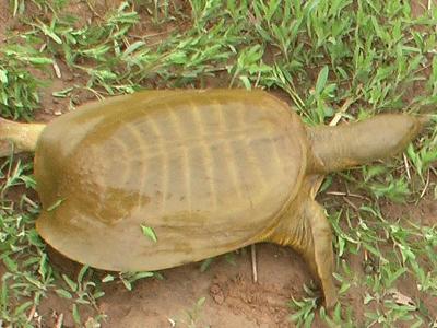 甲鱼养殖技术和疾病防治,甲鱼养殖死亡率高的病害怎么防治