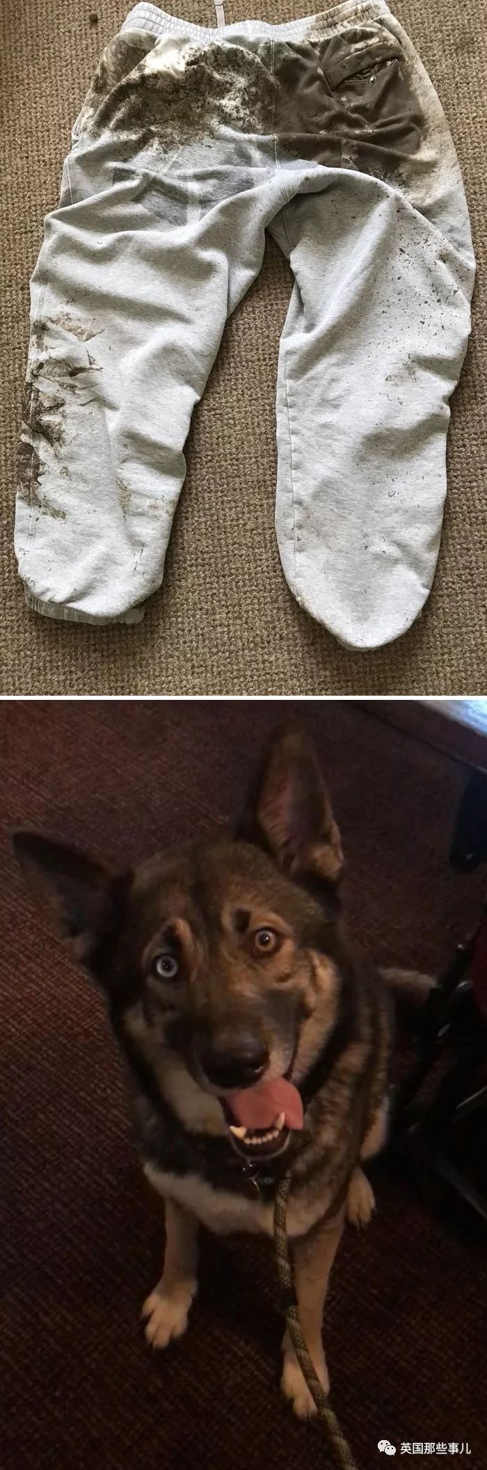 FUN||不开心？不如看沙雕网友的倒霉日常开心一下吧哈哈哈哈哈哈