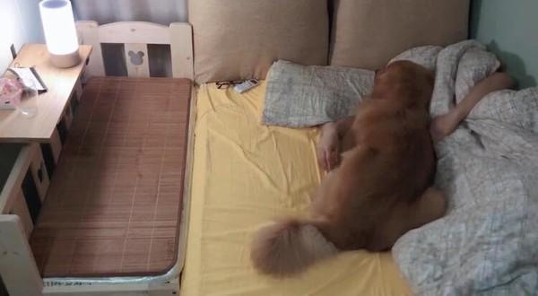 金毛半夜爬主人床睡觉,金毛躺着睡觉要主人摸它吗