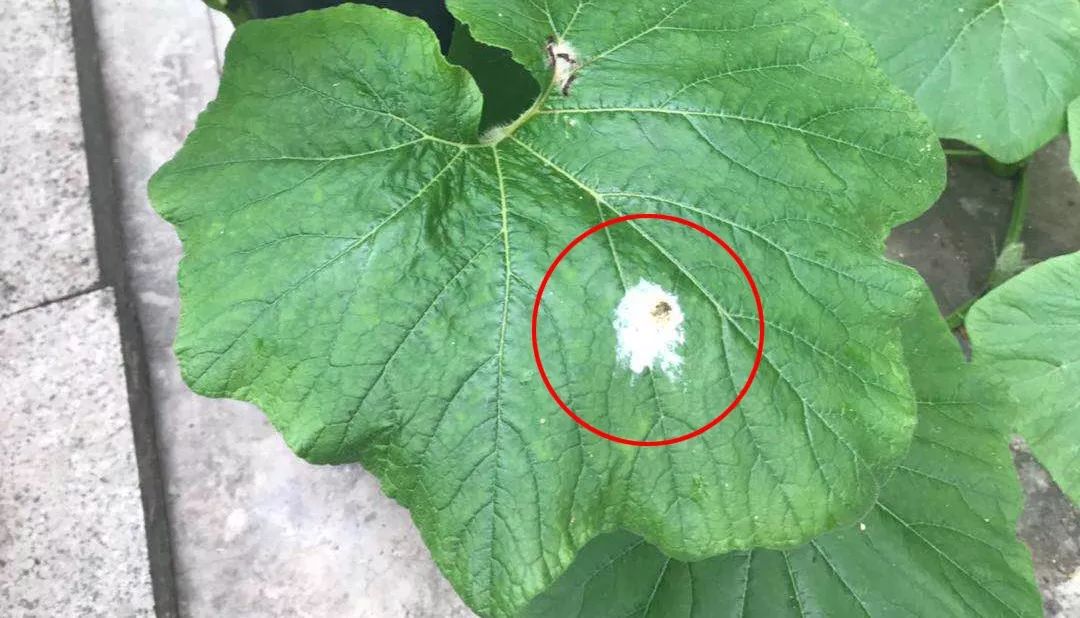 鸟屎为什么有青的,鸟屎为什么是一条条的