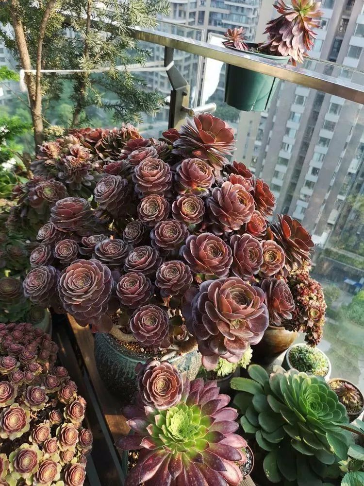 法师主根黑腐了怎么办,法师黑腐还能救活吗