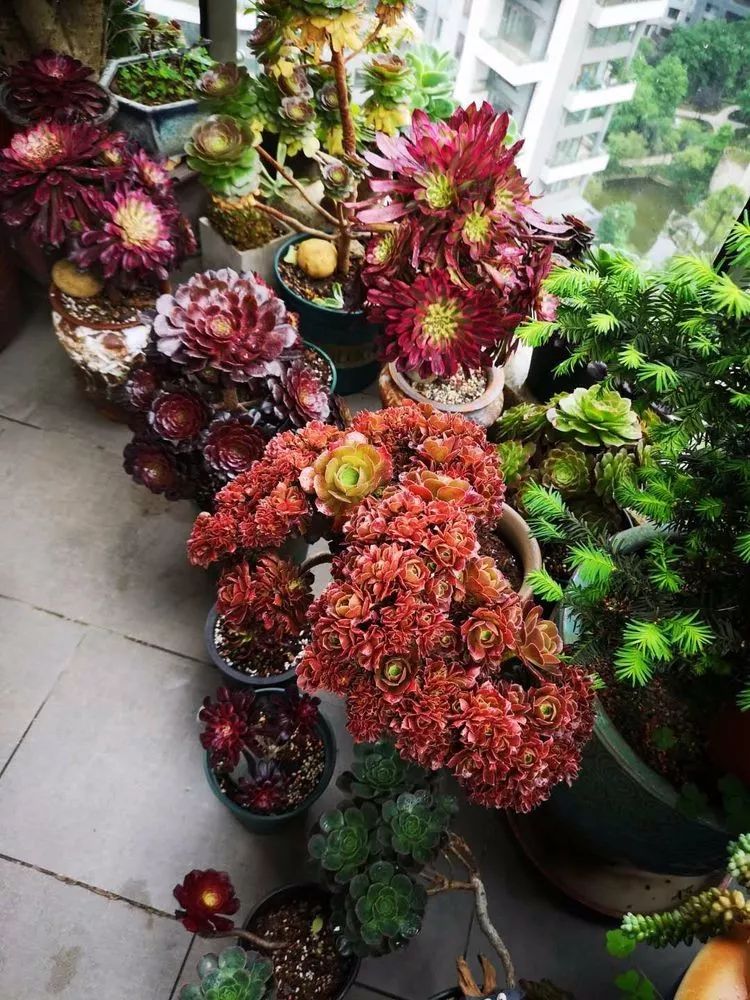 法师主根黑腐了怎么办,法师黑腐还能救活吗