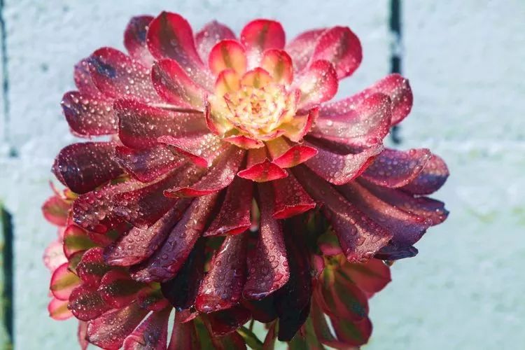 法师黑腐是什么原因,法师叶子黑腐是咋回事