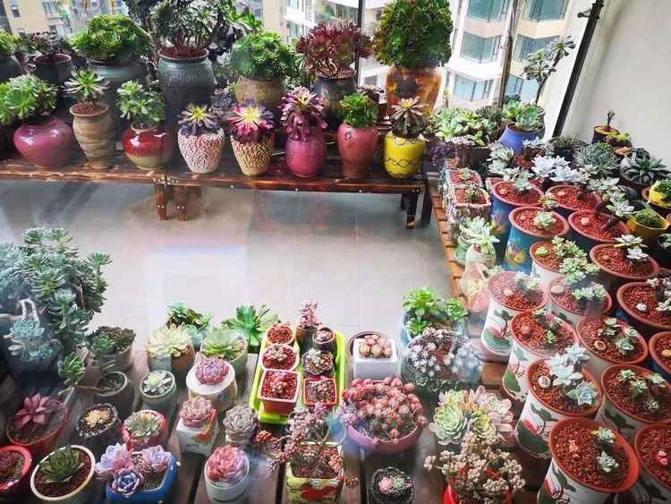 法师主根黑腐了怎么办,法师黑腐还能救活吗