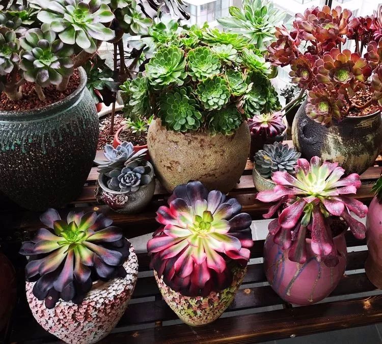 法师黑腐是什么原因,法师叶子黑腐是咋回事