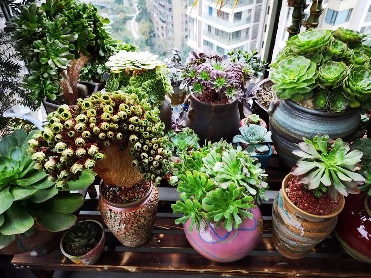 法师主根黑腐了怎么办,法师黑腐还能救活吗