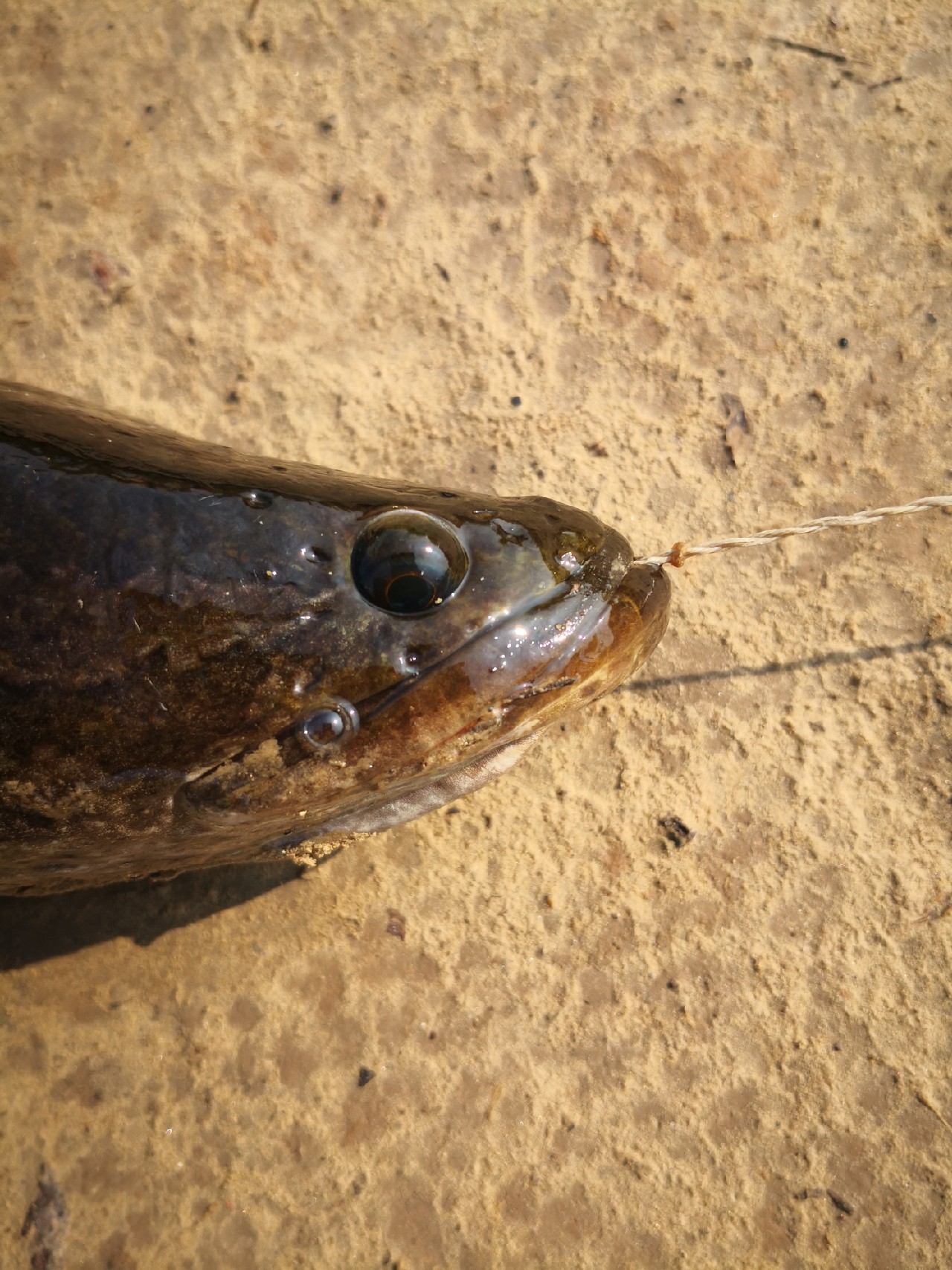 廉颇老矣尚能饭否下句,廉颇老矣尚能饭否下一句神回复