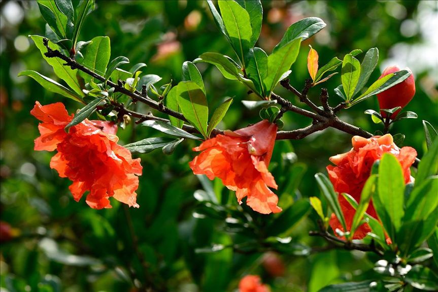 科普|七月最“火”园林树木排行榜