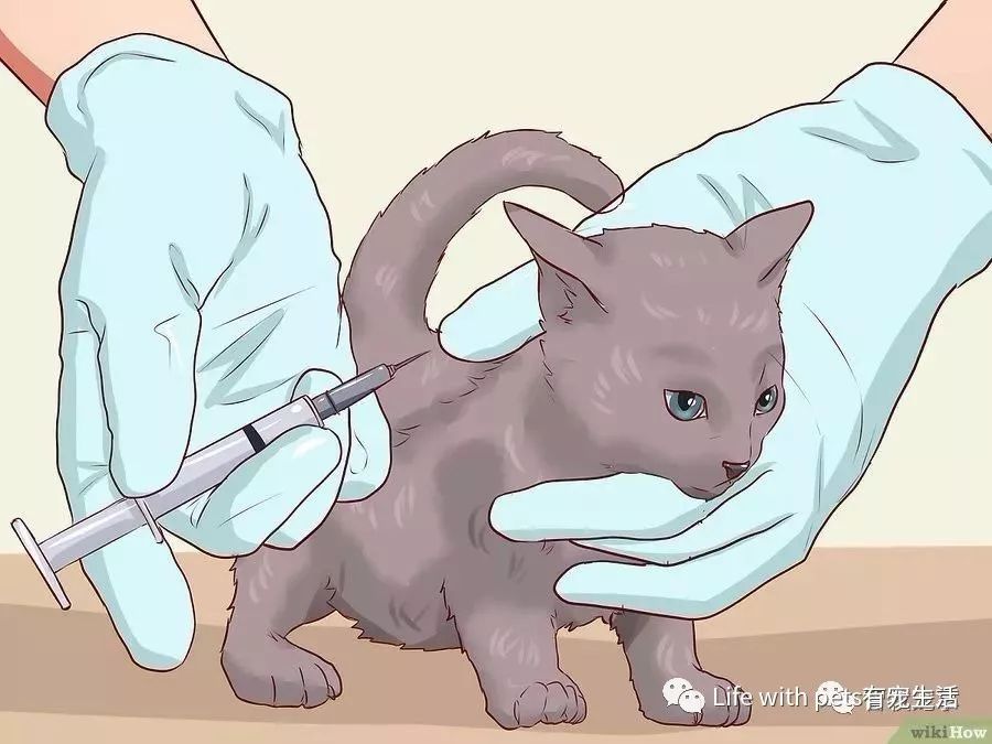 如何捕捉泥鳅,如何捕捉苍蝇