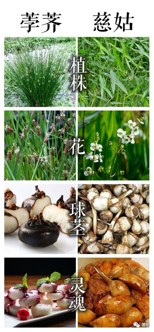 梨子好吃又脆,梨和脆萝卜