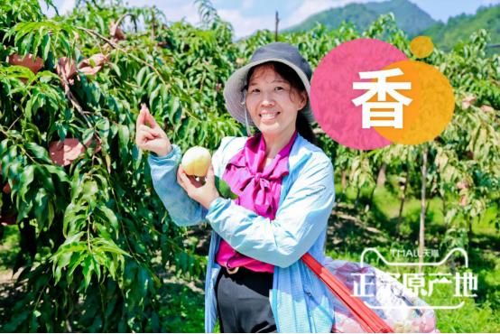 炎陵黄桃品牌,炎陵黄桃品牌排行