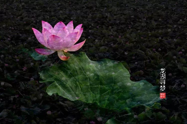 关于荷花和荷叶的生日祝福语,祝荷花生日快乐的话