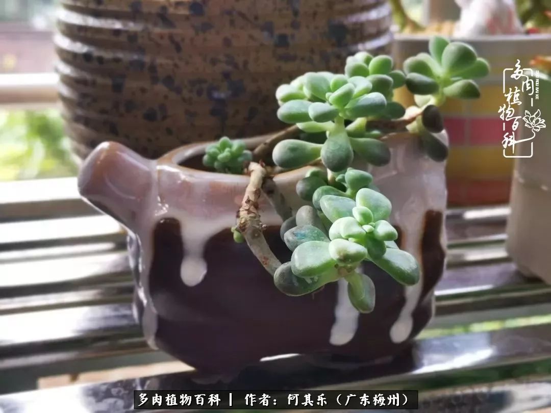 我的阳台“肉园”，看着它们，亦可醉生梦死了