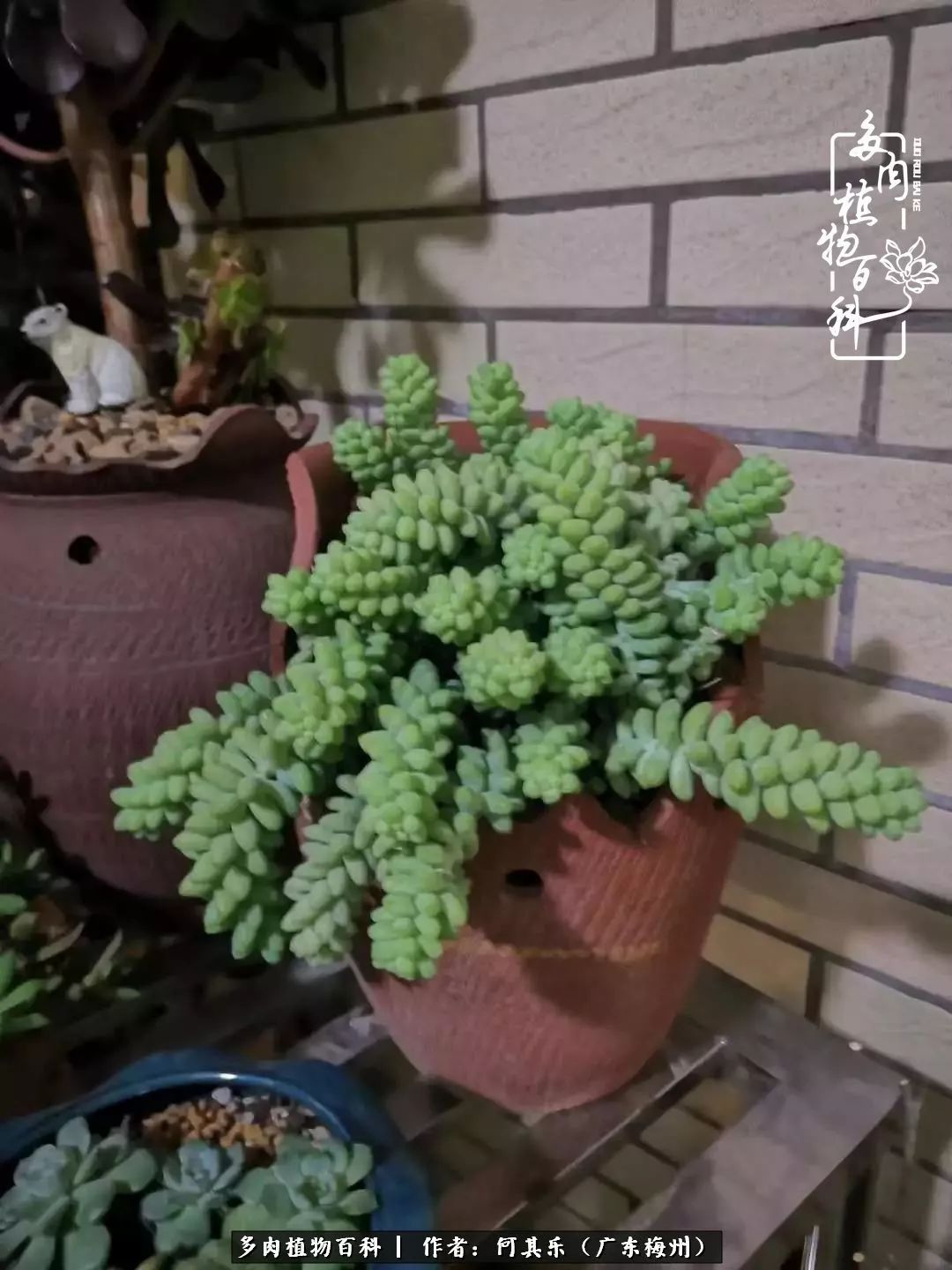 我的阳台“肉园”，看着它们，亦可醉生梦死了