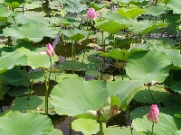 微山湖观荷花,青荷盖绿水微山湖十万亩荷花盛放