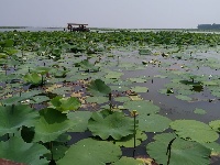 微山湖观荷花,青荷盖绿水微山湖十万亩荷花盛放
