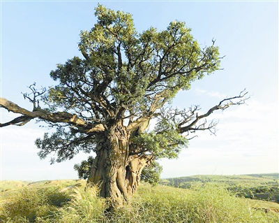 文冠果东方甄选,文冠果乔木