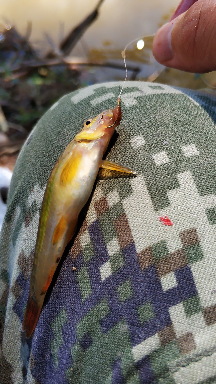 家乡小河里的鱼种,家乡小河里的鱼