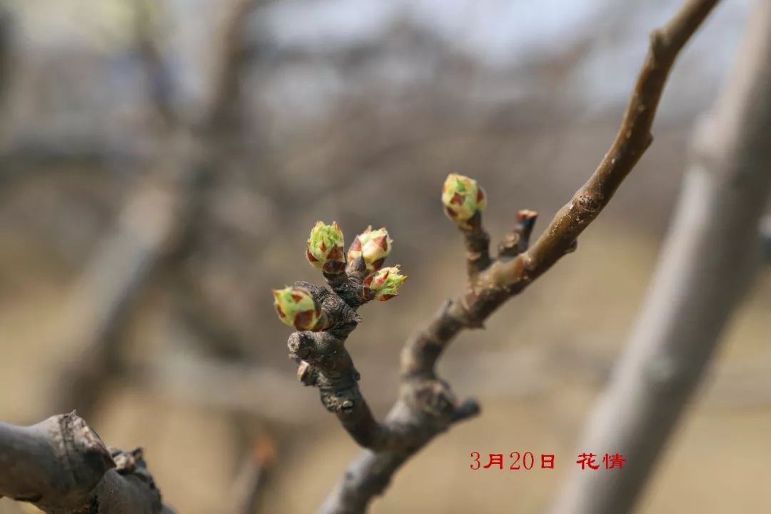 阳信鸭梨的历史,鸭梨成长日记