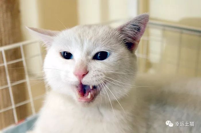 领养｜一池秋水碧仍深，玉树公子求进家