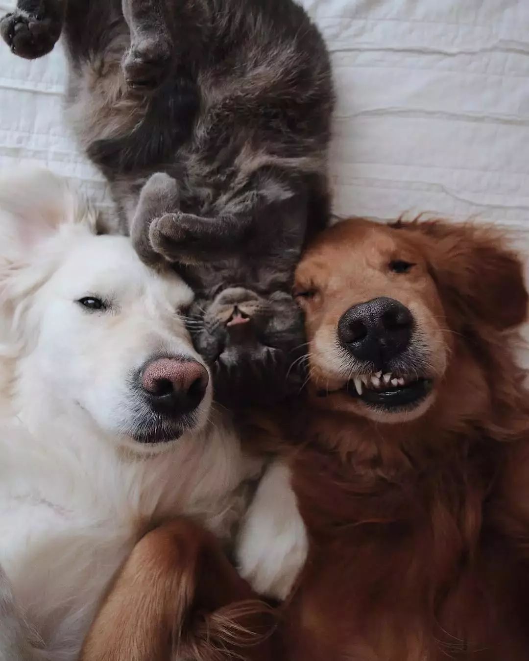 请不要点开音频,让人羡慕的金毛