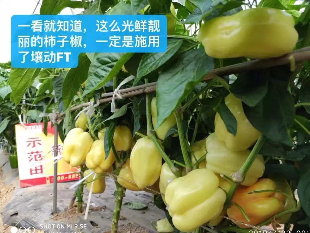 用它种菜比化肥还好,蔬菜制种问题