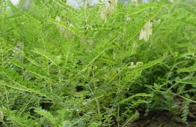 一吹就散的蒲公英抖音视频,一吹即散的蒲公英图片