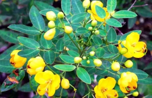 一吹就散的蒲公英就是弱不禁风,一吹就散的蒲公英什么地方有