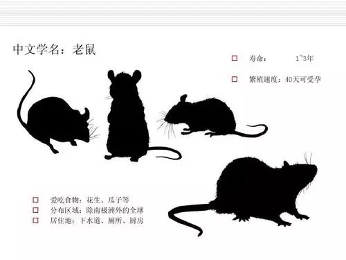 过街老鼠人人喊打的目的,创卫进行时健康素养66条