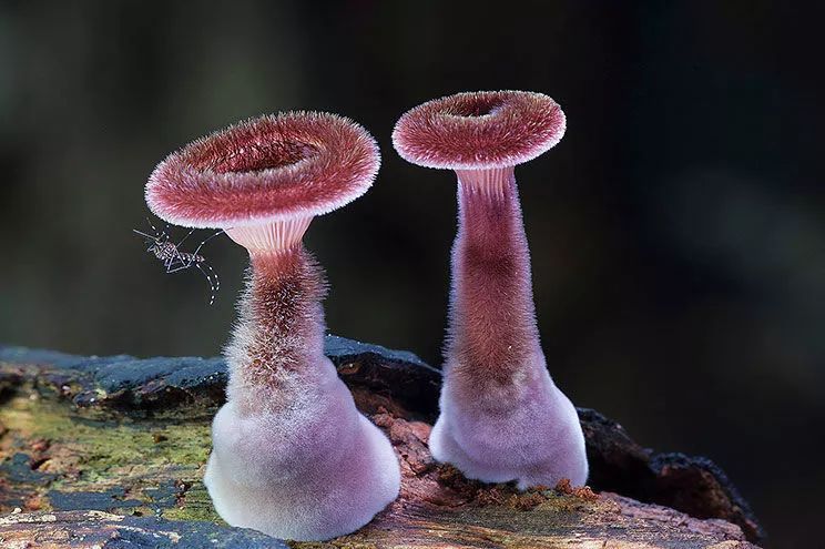 世界上最美的9种蘑菇,阿凡达菌类