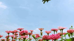 粉黛乱子草网红打卡地成都免费,美到炸网红粉黛乱子草就在双流