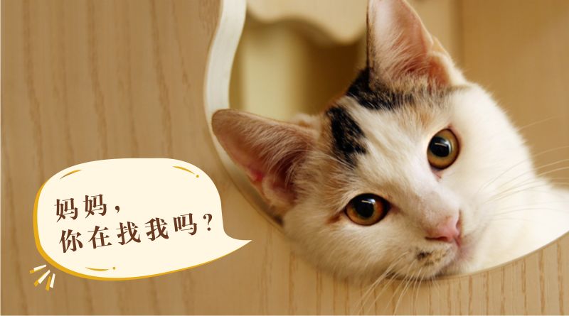 你做好准备领养一只猫了么?