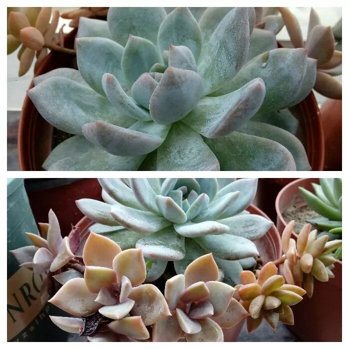 无尽的多肉！陪我走过七年人生之旅