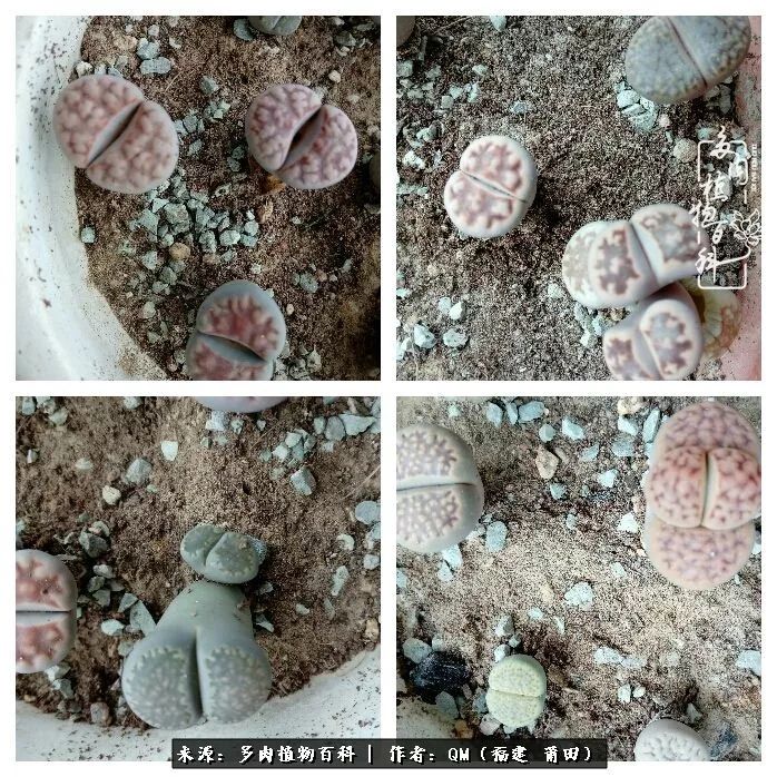 无尽的多肉！陪我走过七年人生之旅