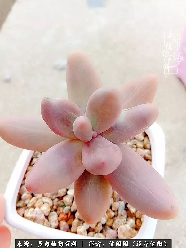 心若向阳无惧晴天,心若向阳不畏风雨