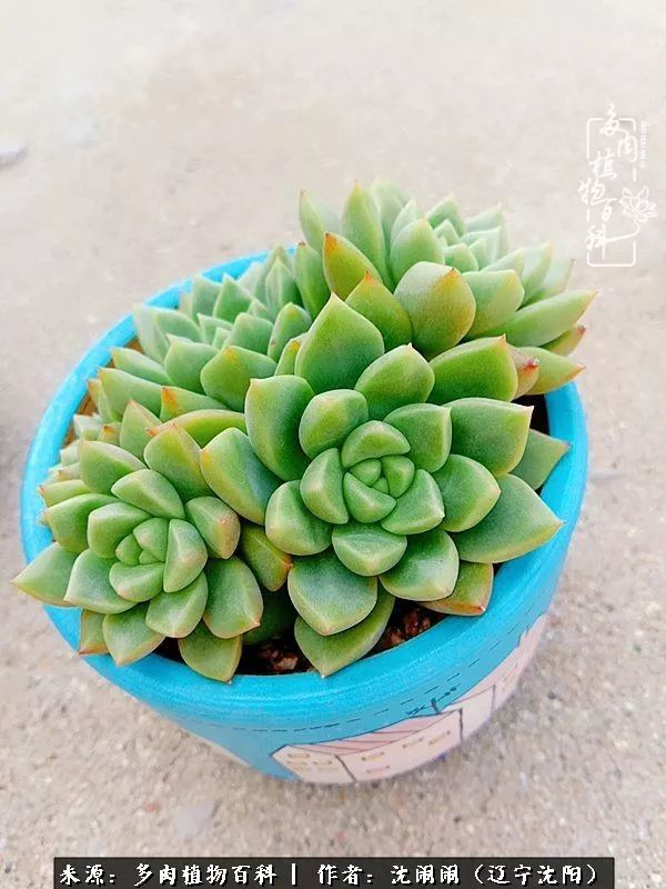 心若向阳无惧晴天,心若向阳不畏风雨