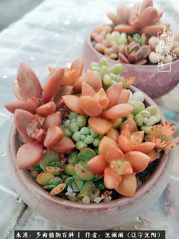 心若向阳无惧晴天,心若向阳不畏风雨