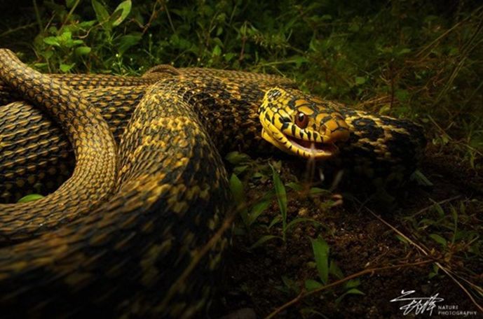 科普蛇类有毒的和没毒的,科普蛇的主播有哪些