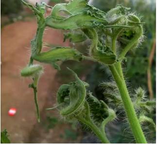 各种药害果实的表现,调节剂药害的症状及解决方法