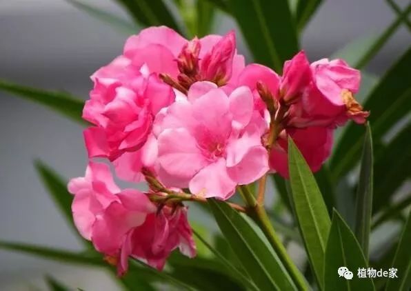 这3种花外表漂亮却有毒,这5种花超级美