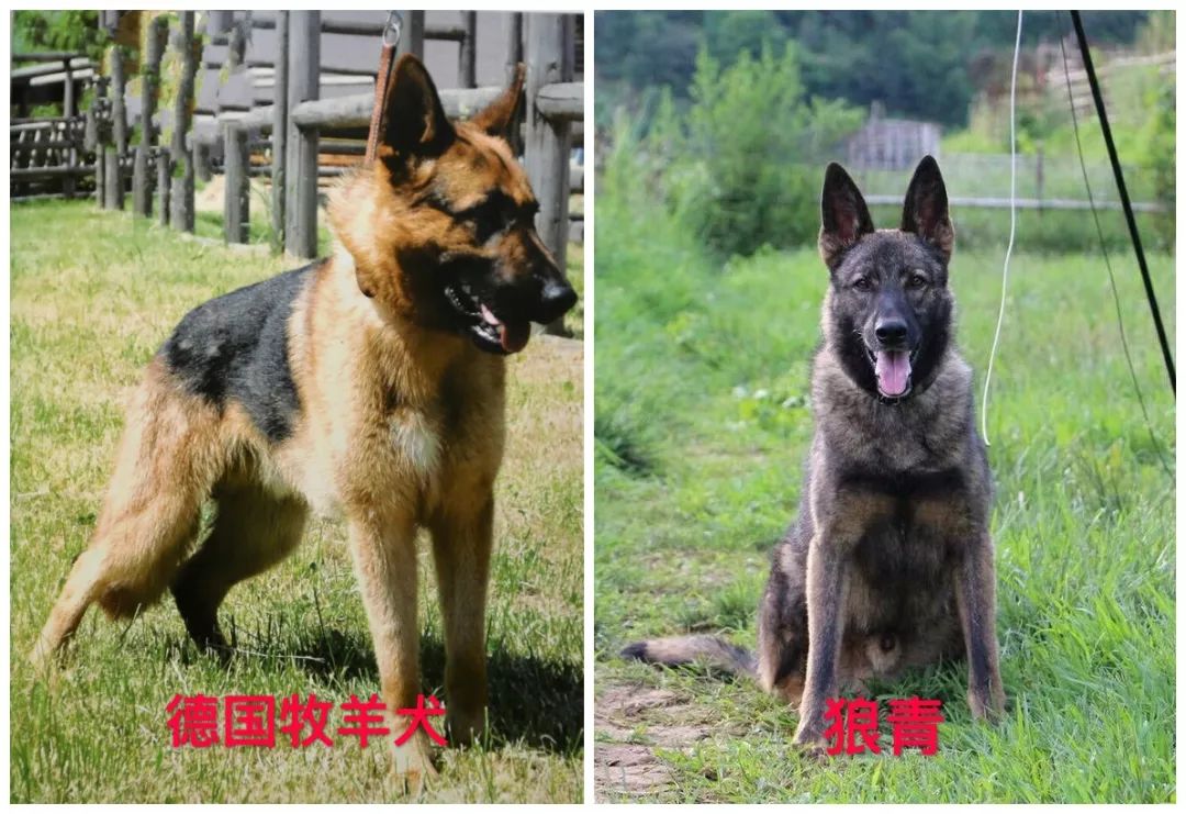 天津烈性犬,天津禁养犬重点管理区域划分