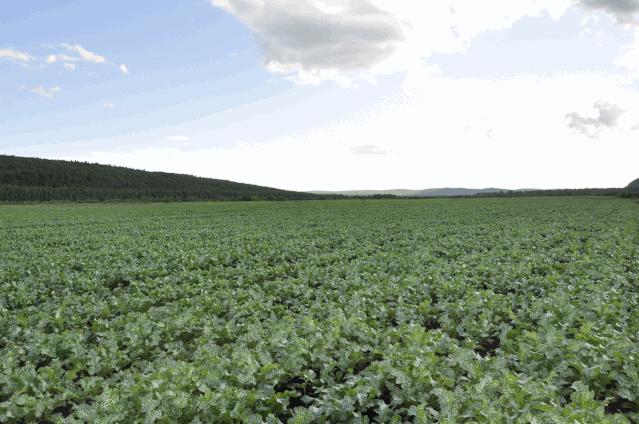 孩子挑食不吃饭小偏方,小孩挑食不吃饭的方法