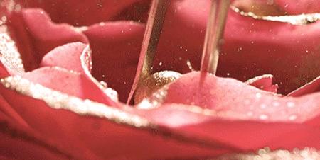 法国花水,法国花水怎么样