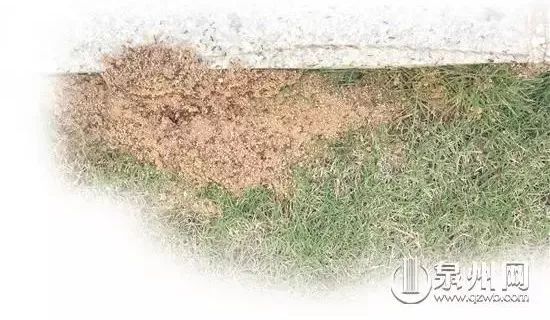 当心有毒虫,毒虫出没一晚上4人被咬紧急送医