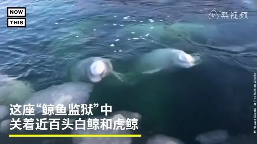 丧心病狂！每帧画面都在捅刀子，多少人忽视了这些人间惨剧…