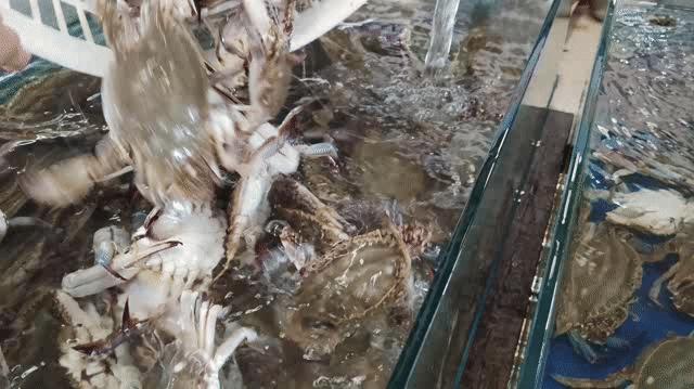 海鲜市场螃蟹多少钱一斤,今日螃蟹批发价目表