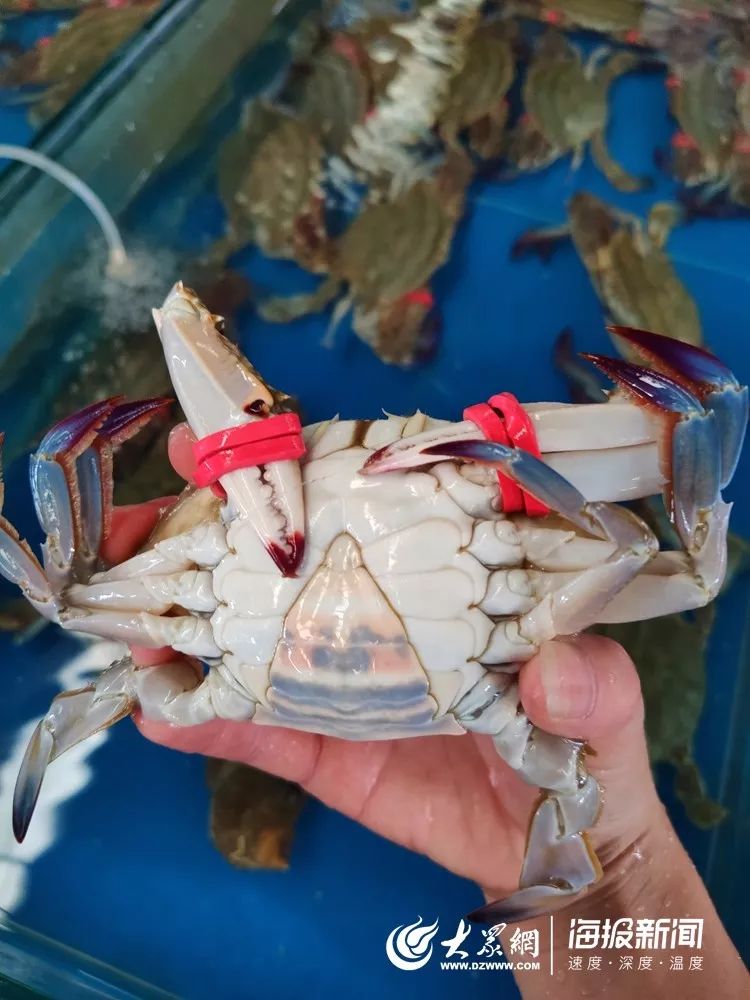 海鲜市场螃蟹多少钱一斤,今日螃蟹批发价目表